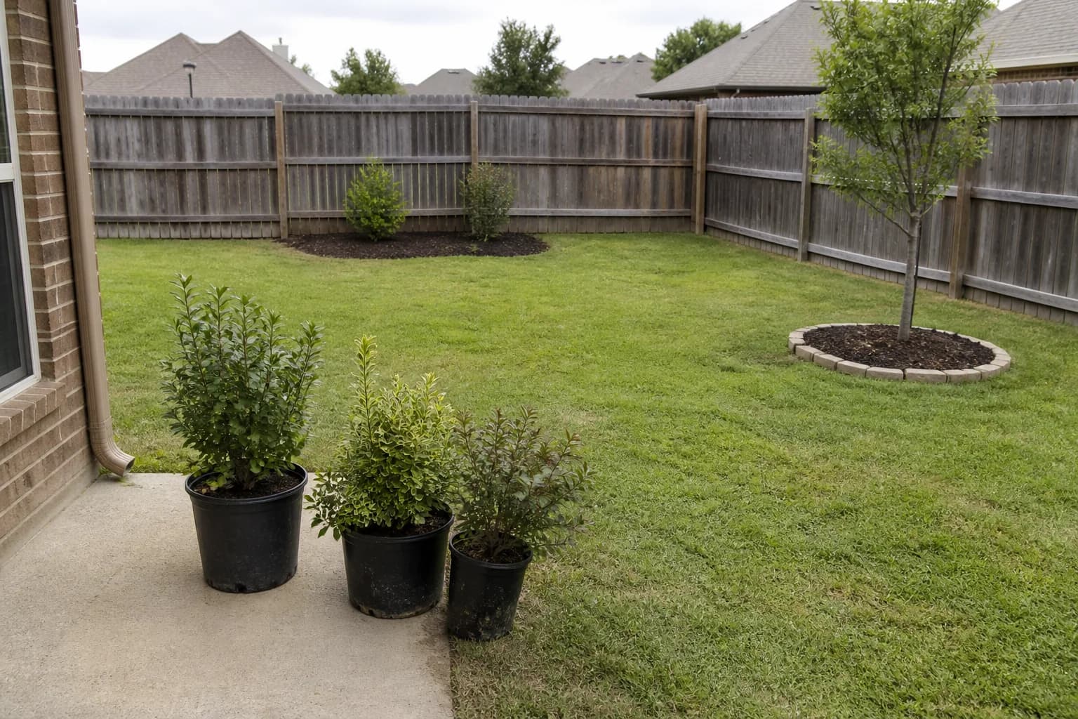 A fenced backyard with three nursery shrubs grouped beside the patio, a small mulched bed along the rear fence, and a separately edged young tree