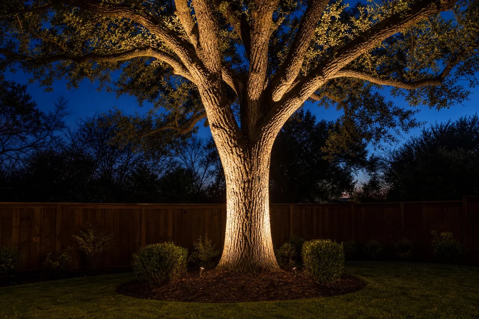 A mature tree uplit after dark by two small fixtures set in the mulch ring at its base, with a fenced backyard dark behind it