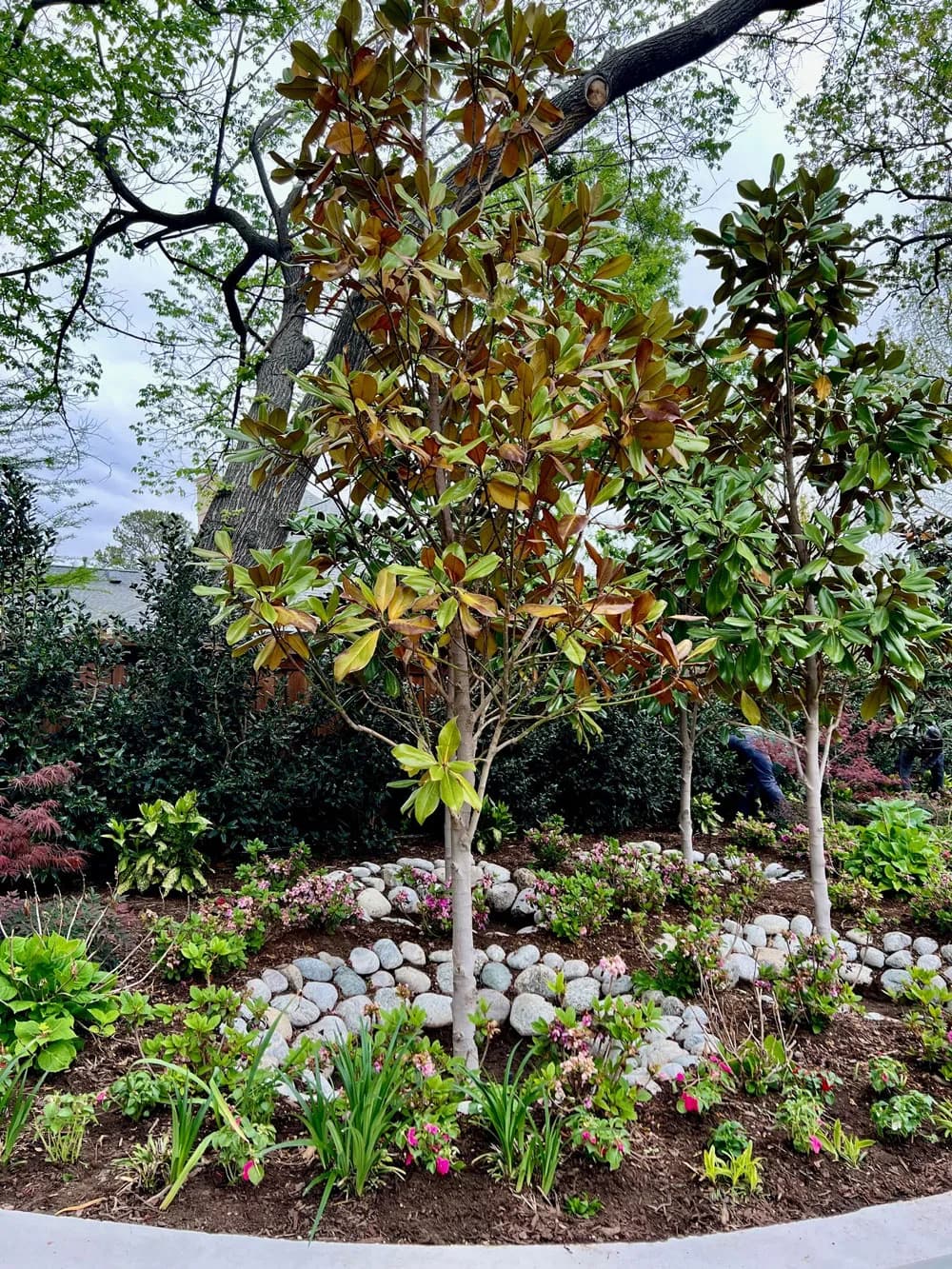 A newly planted magnolia tree in a mulched bed edged with river rock and flowering perennials