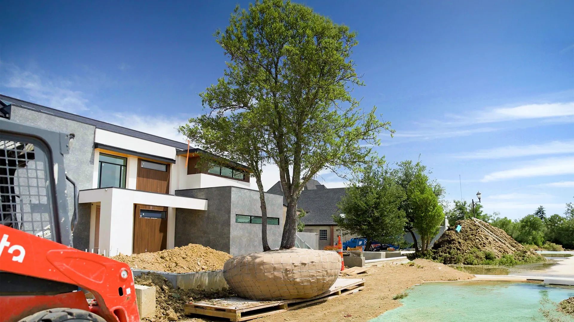 A balled-and-burlapped live oak staged for planting in front of a modern North Texas home