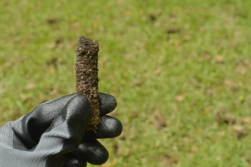 A gloved hand holding a soil core plug pulled from a lawn during core aeration.